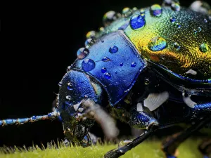 Metallic leaf beetle ( Eumolpinae) with rain droplets, in Aiuruoca, Minas Gerais, Brazil Metallic leaf beetle ( Eumolpinae) with rain droplets, in Aiuruoca, Minas Gerais, Brazil