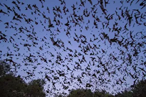 Mexican free-tailed bats, (Tadarida brasiliensis), leaving Bracken Cave, Texas Mexican free-tailed bats, (Tadarida brasiliensis), leaving Bracken Cave, Texas