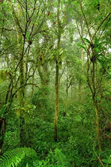 Green Leafy Plants Prints: Mid-elevation rainforest shrouded in mist / cloud