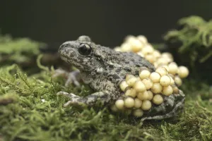 Midwife Toad (Alytes obstetricans) paternal male carrying eggs, S.Yorks, UK Midwife Toad (Alytes obstetricans) paternal male carrying eggs, S.Yorks, UK