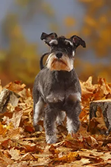 Miniature Schnauzer, black-silver coated, standing in autumn foliage Miniature Schnauzer, black-silver coated, standing in autumn foliage
