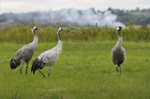 Minnie, Squidgy and Vince, three of the flock of Common Minnie, Squidgy and Vince, three of the flock of Common