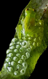 Minute Glassfrog (Centrolene peristictum) male guarding eggs, Mindo, Pichincha, Ecuador Minute Glassfrog (Centrolene peristictum) male guarding eggs, Mindo, Pichincha, Ecuador
