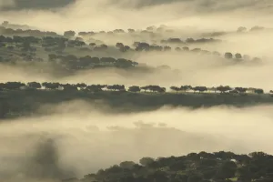 Mist over dehesa landscape, Monfrague National Park, Extremadura, Spain, February 2007 Mist over dehesa landscape, Monfrague National Park, Extremadura, Spain, February 2007