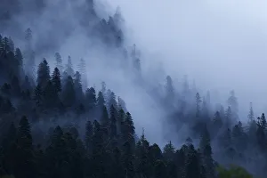 Mist drifting over a Nordmann fir (Abies nordmanniana) forest, near Dombay, Teberdinsky Mist drifting over a Nordmann fir (Abies nordmanniana) forest, near Dombay, Teberdinsky
