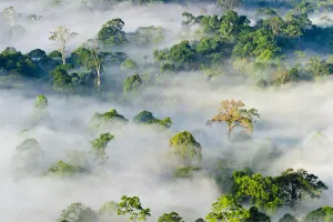 Mist and low cloud hanging over lowland Dipterocarp Rainforest, just after sunrise Mist and low cloud hanging over lowland Dipterocarp Rainforest, just after sunrise