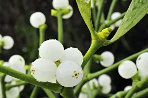 Mistletoe (Viscum album) close-up of berries, England, December Mistletoe (Viscum album) close-up of berries, England, December