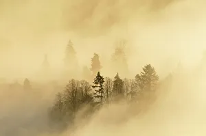 A misty morning over a mixed woodland in autumn. Kinnoull Hill Woodland Park A misty morning over a mixed woodland in autumn. Kinnoull Hill Woodland Park
