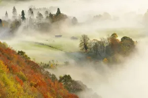 A misty morning over a mixed woodland in autumn, Kinnoull Hill Woodland Park A misty morning over a mixed woodland in autumn, Kinnoull Hill Woodland Park