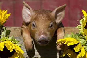 Mixed-breed piglet in wooden box with sunflowers, Maple Park, Illinois, USA Mixed-breed piglet in wooden box with sunflowers, Maple Park, Illinois, USA