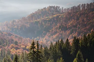 Mixed Common beech (Fagus sylvatica) and Spruce (Picea abies) forests in autum colours Mixed Common beech (Fagus sylvatica) and Spruce (Picea abies) forests in autum colours