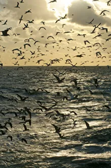 Mixed flock of Northern gannets (Morus bassanus) and gulls (Larus) feeding in the Mixed flock of Northern gannets (Morus bassanus) and gulls (Larus) feeding in the