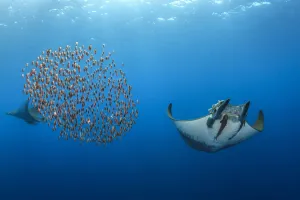 Mobula / Chilean devil ray (Mobula tarapacana) with a school of fish (Capros aper) Mobula / Chilean devil ray (Mobula tarapacana) with a school of fish (Capros aper)