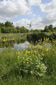 Modern wind pump for pumping water onto Wicken Fen, Charlock (Sinapis arvensis) flwoering Modern wind pump for pumping water onto Wicken Fen, Charlock (Sinapis arvensis) flwoering