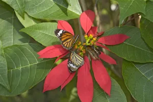 Monarch butterflies (Danaus plexippus), three nectaring on Poinsettia (Euphorbia pulcherrima) Monarch butterflies (Danaus plexippus), three nectaring on Poinsettia (Euphorbia pulcherrima)