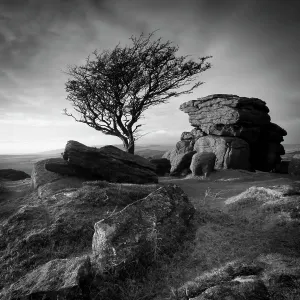 Monochrome image of a Hawthorn tree (Crataegus monogyna) and granite outcrop near Saddle Tor Monochrome image of a Hawthorn tree (Crataegus monogyna) and granite outcrop near Saddle Tor