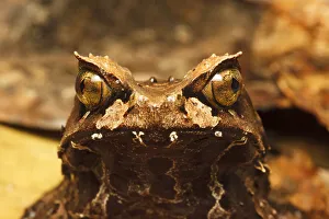 Montane horned frog (Megophrys kobayashii) head close up , Kinabalu National Park, Sabah Montane horned frog (Megophrys kobayashii) head close up , Kinabalu National Park, Sabah
