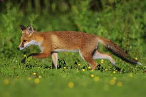 Three month old Red fox (Vulpes vulpes) cub walking through meadow, Dorset, England Three month old Red fox (Vulpes vulpes) cub walking through meadow, Dorset, England