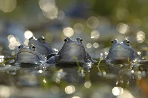 Moor frog (Rana arvalis) group of males in water, Germany Moor frog (Rana arvalis) group of males in water, Germany