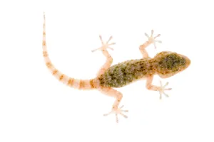 Moorish gecko {Tarentola mauritanica} juvenile, Spain. WWE BOOK. WWE OUTDOOR EXHIBITION Moorish gecko {Tarentola mauritanica} juvenile, Spain. WWE BOOK. WWE OUTDOOR EXHIBITION