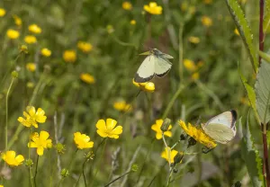 Moorland Clouded Yellow butterfly (Colias palaeno) male and female Moorland Clouded Yellow butterfly (Colias palaeno) male and female