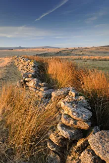 Moorland view with dry stone wall and rushes in warm evening light, near Bellever Moorland view with dry stone wall and rushes in warm evening light, near Bellever
