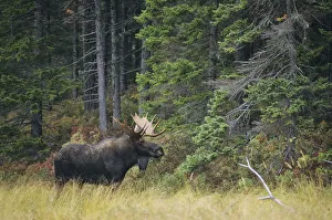 Moose (Alces alces) bull at the edge of the Great North Woods, Baxter State Park, Maine Moose (Alces alces) bull at the edge of the Great North Woods, Baxter State Park, Maine