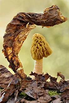 Morel fungus (Mitrophora semilibera) among leaf litter. Lorraine, France, March Morel fungus (Mitrophora semilibera) among leaf litter. Lorraine, France, March