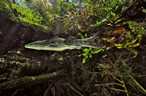Morelets crocodile / Central American crocodile (Crocodylus moreletii) hiding Morelets crocodile / Central American crocodile (Crocodylus moreletii) hiding