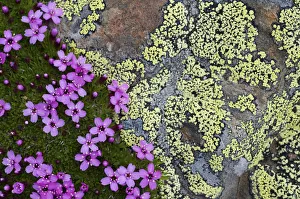 Popular themes/wild wonders europe 4/moss campion silene acaulis flower growing rock Popular themes/wild wonders europe 4/moss campion silene acaulis flower growing rock