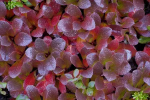 Mountain bearberry (arctostaphylos alpinus) Sarek National Park, Laponia World Heritage Site Mountain bearberry (arctostaphylos alpinus) Sarek National Park, Laponia World Heritage Site