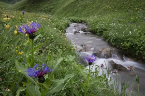 Mountain cornflower (Centaurea montana) flowering by a mountain stream, Liechtenstein Mountain cornflower (Centaurea montana) flowering by a mountain stream, Liechtenstein
