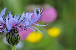 Mountain cornflower (Centaurea montana) flower, Liechtenstein, June 2009 WWE OUTDOOR EXHIBITION Mountain cornflower (Centaurea montana) flower, Liechtenstein, June 2009 WWE OUTDOOR EXHIBITION