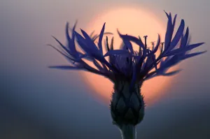 Mountain cornflower (Centaurea montana) with the sun behind it, Liechtenstein, July 2009 Mountain cornflower (Centaurea montana) with the sun behind it, Liechtenstein, July 2009