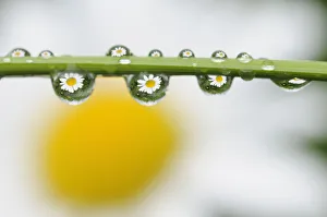 Mountain daisy (Leucanthemum adustum) seen multiple times in water droplets on a blade of grass Mountain daisy (Leucanthemum adustum) seen multiple times in water droplets on a blade of grass
