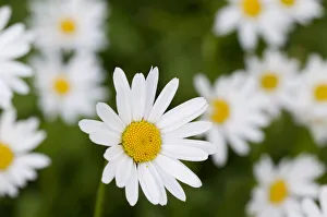 Mountain daisy (Leucanthemum adustum) flowers, Liechtenstein, July 2009 Mountain daisy (Leucanthemum adustum) flowers, Liechtenstein, July 2009