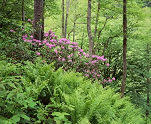 Mountain forest with flowering Rhododendron, Mtirala National Park, Georgia, May 2008 Mountain forest with flowering Rhododendron, Mtirala National Park, Georgia, May 2008
