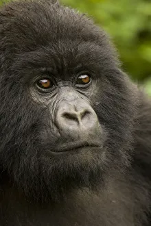 Mountain gorilla {Gorilla beringei} portrait, Volcans NP, Rwanda Mountain gorilla {Gorilla beringei} portrait, Volcans NP, Rwanda