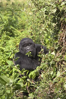 Mountain Gorilla {Gorilla G berengei} adult eating vegetation, Parc National des Volcans Mountain Gorilla {Gorilla G berengei} adult eating vegetation, Parc National des Volcans