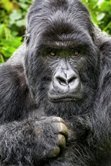 Mountain gorilla (Gorilla gorilla beringei) silverback Gihishamwotsi displaying, non group dominant Mountain gorilla (Gorilla gorilla beringei) silverback Gihishamwotsi displaying, non group dominant