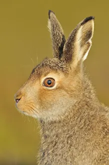 Mountain Hare (Lepus timidus) in alert pose. Cairngorms National Park, Scotland, July Mountain Hare (Lepus timidus) in alert pose. Cairngorms National Park, Scotland, July