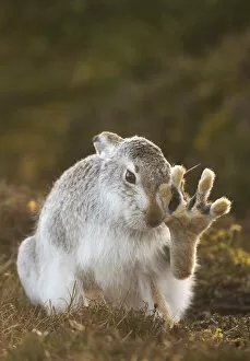 Animal Feet Collection: Mountain hare (Lepus timidus) grooming itself, with back foot raised, Cairngorms National Park