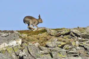 Mountain Hare (Lepus timidus) running along rock ridge. Cairngorms National Park Mountain Hare (Lepus timidus) running along rock ridge. Cairngorms National Park