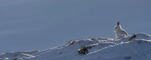 Mountain hare (Lepus timidus) in winter coat, against the sky on a snow ridge, Scotland Mountain hare (Lepus timidus) in winter coat, against the sky on a snow ridge, Scotland