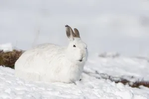 Mountain hare (Lepus timidus) in winter coat in snow, Scotland, UK, February Mountain hare (Lepus timidus) in winter coat in snow, Scotland, UK, February