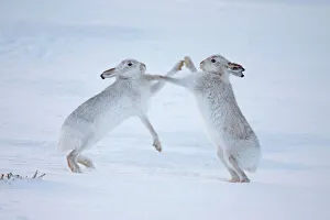Mountain hares (Lepus timidus) boxing in snow, Scotland, UK, December Mountain hares (Lepus timidus) boxing in snow, Scotland, UK, December