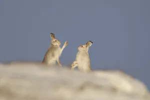 Mountain Hares (Lepus timidus) boxing in winter. Cairngorms National Park, Scotland, UK, January Mountain Hares (Lepus timidus) boxing in winter. Cairngorms National Park, Scotland, UK, January