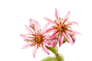 Mountain houseleek (Sempervivum montanum) close-up of two flowers, Fliess, Naturpark Kaunergrat Mountain houseleek (Sempervivum montanum) close-up of two flowers, Fliess, Naturpark Kaunergrat