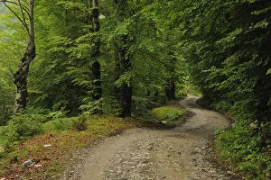 Mountain road through a Beech forest, Thethi National Park, Albania, June 2009 Mountain road through a Beech forest, Thethi National Park, Albania, June 2009