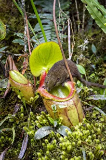 Mountain tree shrew (Tupaia montana) feeding on nectar secreted by the endemic Pitcher Plant Mountain tree shrew (Tupaia montana) feeding on nectar secreted by the endemic Pitcher Plant